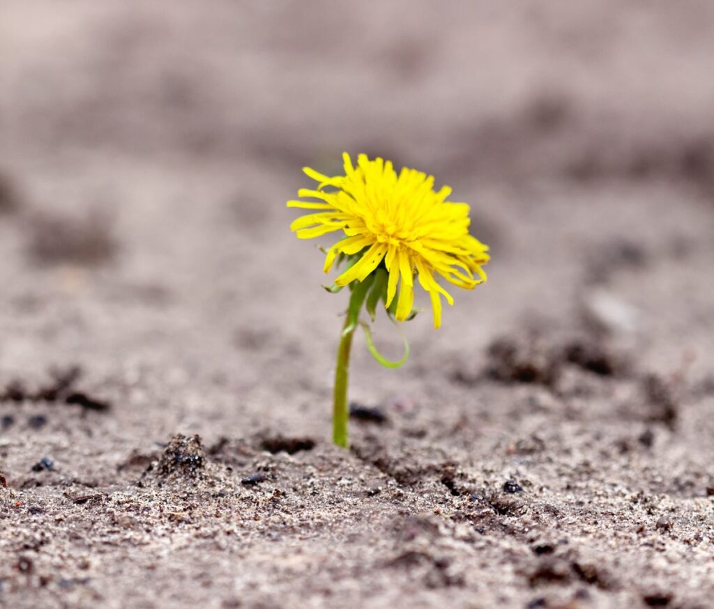 I migliori libri sulla resilienza. Alcuni titoli e punti di vista su un concetto che può fare la differenza oggi
