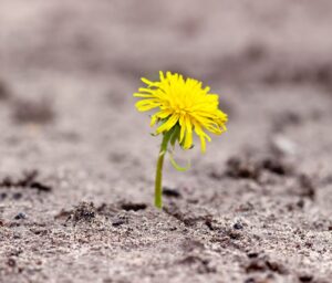 I migliori libri sulla resilienza. Alcuni titoli e punti di vista su un concetto che può fare la differenza oggi